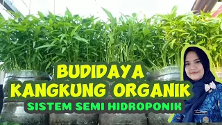 Budidaya Kangkung Organik Dengan Sistem Semi Hidroponik