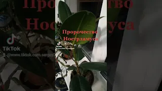 Пророчество Нострадамуса