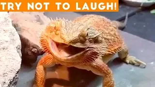 Try Not To Laugh Funniest Animal Compilation December 2018 | Funny Pet Videos