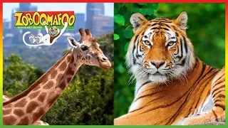 Zoboomafoo | NEW HD Compilation | 2017 | Animal Shows for Kids