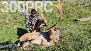 BIG BUCK DOWN 300PRC - Hunting Fallow Deer Rut - Christensen Arms - Marsupial Gear - Nightforce NX8