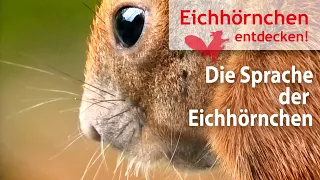 Die Sprache der Eichhörnchen – Hörproben: „Eichhörnisch”