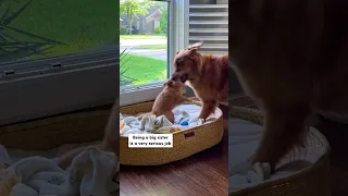 Golden Retriever Gets Surprised With A Mini Me | The Dodo