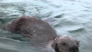 Lost Babby Otter Near Longs Marine Lab
