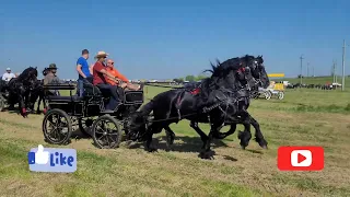 Targul de Cai din Slobozia/ Giurgiu