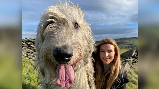 WOLF KILLERS - THE IRISH WOLFHOUND - Deadly or pet?