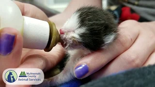 Save Kittens at Multnomah County Animal Services