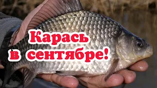 Как поймать карася в сентябре? Ловля карася в сентябре на поплавочную удочку и фидер.