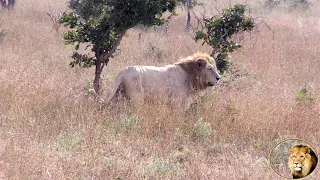 LATEST - Casper The White Lion And Brothers Together And Looking Good...Or Not?