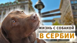 ЖИЗНЬ С СОБАКОЙ В СЕРБИИ / Переезд / Цены в Сербии / Как в Сербии относятся к собакам