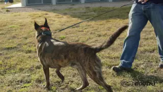 Ep.5 - K9 Dog Training with Mike Ritland: Body language