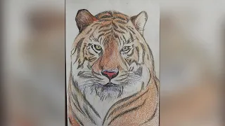 Рисуем тигра. Рисование цветными карандашами. Тигр. Draw a tiger. Drawing with colored pencils.