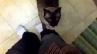 Oscar the Siamese Cat Talks and Walks Up