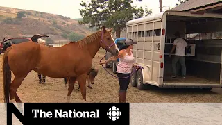 Residents scramble to move farm animals away from B.C. fires