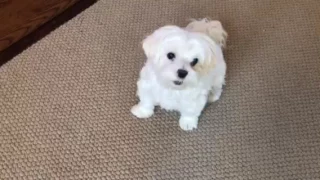 Max the Maltese and his tricks