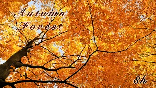 Relaxing Nature Sounds: Autumn Forest Tranquility, Birds Singing, Fall Colours - Sleep & Relax 8 Hrs