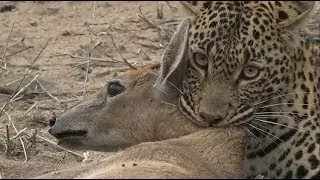 Super! Leopard vs WarthogㅣImpala, Buck, Hyena, GazelleㅣWild Animal Attaksㅣ표범 vs 혹멧돼지