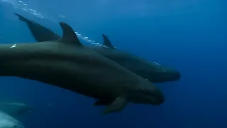 Fake killer whales vs dolphins