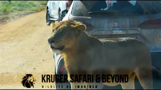 New Male Lions In GOMONDWANE Territory! No Sign Of ZAZA, Old Vurhami Territory! Kruger National Park