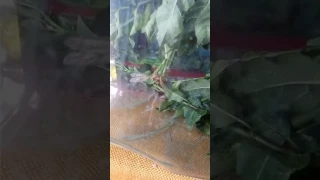 Praying mantis vs big mosquito
