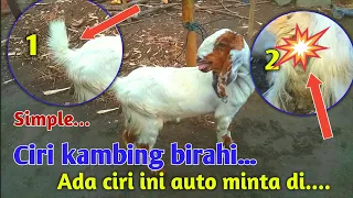 Ciri kambing birahi || 4 hal ini jadi tanda kambing birahi .#kambing birahi