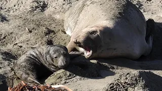 Newborn Elephant Seal Pup bonding with Mother 1/5/20