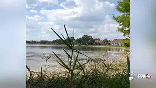 Gator takes catch from fishing teen