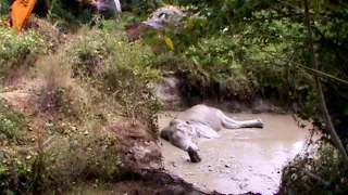 Partially blind elephant drowning in a sand pit saved with a collaborative effort