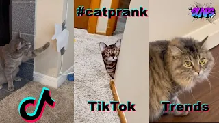 The fake cat prank is one of the funniest tiktok trend, watch it now! #catprank #tiktokcompilation