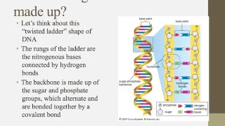 Notes for IB Biology Chapter 7.1