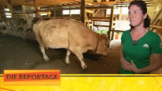 Dorfhelferinnen: Aushilfs-Bäuerinnen retten die Betriebe | 2/2 | | Die Reportage | ATV