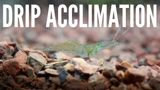 How to Add Shrimp to an Aquarium - A Simple Explanation to Drip Acclimation!