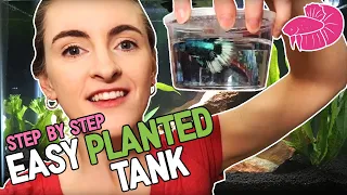 Low Maintenance Planted Betta Tank - Step By Step!