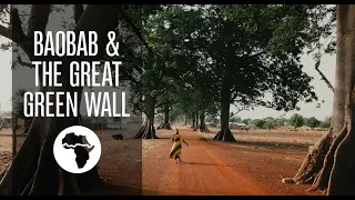 Baobab & The Great Green Wall of Africa – Aduna