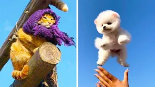 Funniest Dogs And Cats - Best Of The 2022 Funny Animal Videos #58