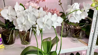 orchids gave 4 peduncles and FAT ROOTS / feeding and drinking orchids