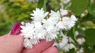 Прогулянка ранковим садом після туману.Private decor garden of Ukraine