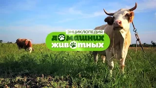 Энциклопедия домашних животных №24 - Ангорские козы