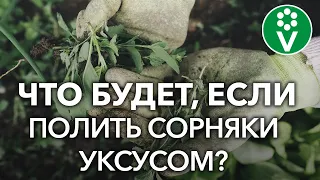 Как уничтожить сорняки? Проверяем популярные рецепты из интернета