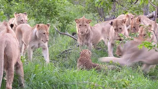 12 LIONS attack LEOPARD!