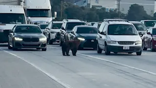 Bear wanders into SoCal freeway and delays traffic