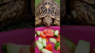 Beautiful Tortoise//Indian Star Tortoise//Tortoise Eating Tomatoes