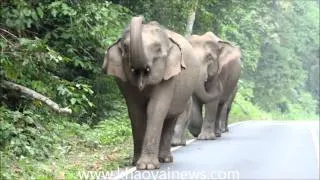 wild elephants, khao yai, national park, thailand