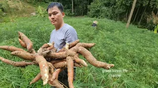 How did I grow cassava in the mountains to raise livestock ?. Robert | Green forest life (ep267)