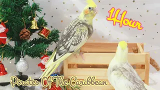 pirate of the caribbean #whistle #cockatiel #birdtraining