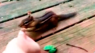 A cute chipmunk eating peanuts  ★ Wonderful Planet ★