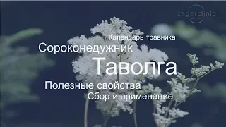 Таволга | Лекарство от сорока недугов | Полезные свойства и сбор