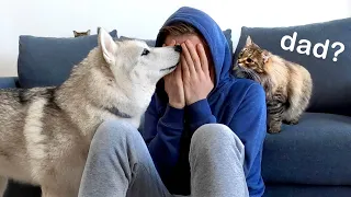My Cat Came to Pity Me! Husky Dogs and Cat Reaction to My Crying