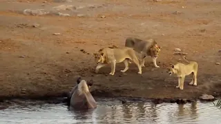 Lions Attack Black Rhino That's Stuck in Mud