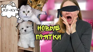 24 ЧАСА ИГРАЕМ В ПРЯТКИ С КОТАМИ В НАШЕМ ДОМЕ